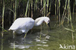 Eurasian Spoonbill (Platalea leucorodia)