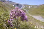 Alpine Adenostyles (Adenostyles glabra)