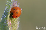 ladybird