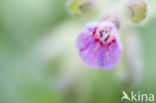 Longkruid (Pulmonaria )