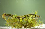 Marbled Newt  (Triturus marmoratus)