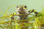 Marbled Newt  (Triturus marmoratus)