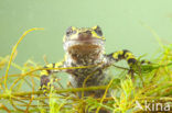 Marbled Newt  (Triturus marmoratus)