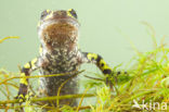 Marmersalamander  (Triturus marmoratus)