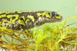 Marmersalamander  (Triturus marmoratus)