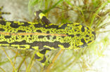 Marbled Newt  (Triturus marmoratus)