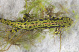 Marmersalamander  (Triturus marmoratus)