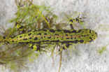 Marbled Newt  (Triturus marmoratus)