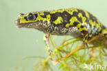 Marbled Newt  (Triturus marmoratus)