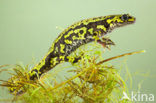 Marbled Newt  (Triturus marmoratus)