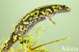 Marmersalamander  (Triturus marmoratus)