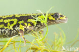 Marbled Newt  (Triturus marmoratus)