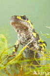 Marbled Newt  (Triturus marmoratus)