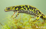 Marmersalamander  (Triturus marmoratus)