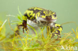 Marbled Newt  (Triturus marmoratus)