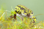 Marmersalamander  (Triturus marmoratus)