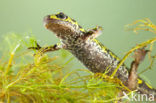 Marbled Newt  (Triturus marmoratus)