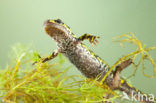 Marmersalamander  (Triturus marmoratus)