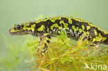 Marmersalamander  (Triturus marmoratus)