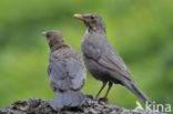 Merel (Turdus merula)