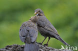 Merel (Turdus merula)