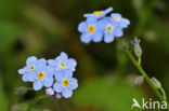 Waterforget-me-not (Myosotis scorpioides)