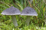 Muisgrijze ridderzwam (Tricholoma myomyces) 