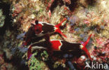 Naaktslak (Nembrotha sp)