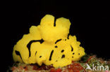 nudibranch