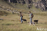 Gran Paradiso National Park