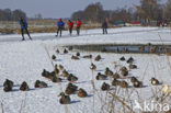 Nieuwkoopse Plassen