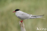 Arctic Tern (Sterna paradisaea)