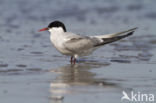 Arctic Tern (Sterna paradisaea)