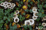 Hygrophorus persoonii
