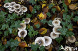 Olijfkleurige slijmkop (Hygrophorus persoonii) 