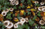 Hygrophorus persoonii