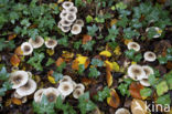 Hygrophorus persoonii