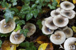 Hygrophorus persoonii