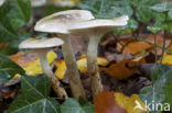 Olijfkleurige slijmkop (Hygrophorus persoonii) 