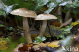 Hygrophorus persoonii