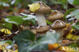 Olijfkleurige slijmkop (Hygrophorus persoonii) 