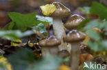 Olijfkleurige slijmkop (Hygrophorus persoonii) 