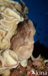 Giant Frogfish (Antennarius commersonii)