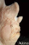 Giant Frogfish (Antennarius commersonii)