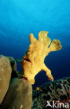 Giant Frogfish (Antennarius commersonii)