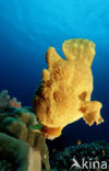 Giant Frogfish (Antennarius commersonii)