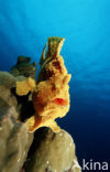 Giant Frogfish (Antennarius commersonii)