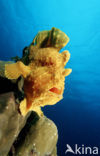 Giant Frogfish (Antennarius commersonii)