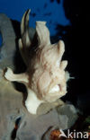 Giant Frogfish (Antennarius commersonii)