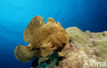 Giant Frogfish (Antennarius commersonii)